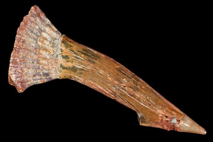 Fossil Sawfish (Onchopristis) Rostral Barb- Morocco #106465